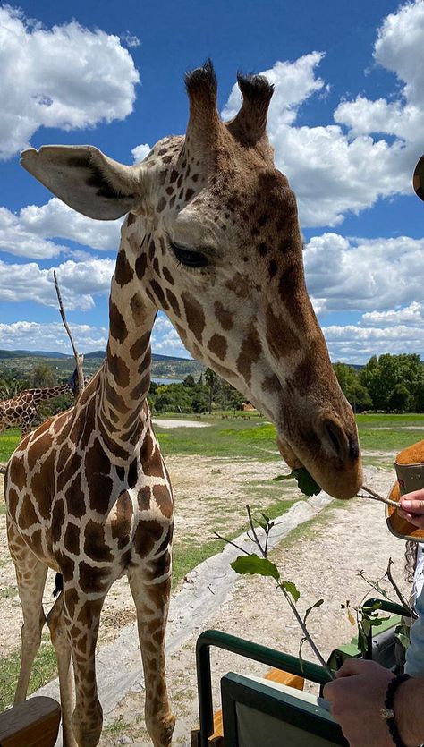 Savannah Animals, Giraffe Pictures, Zoo Photos, Cutee Animals, Africa Safari, Paws And Claws, Pretty Animals, Cute Wild Animals, African Animals