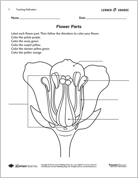 Pollination Worksheet, Library Printables, Preschool Winter Worksheets, Agriculture Education Classroom, Play Money Template, Line Plot Worksheets, Plant Experiments, Flower Parts, Cv Template Download