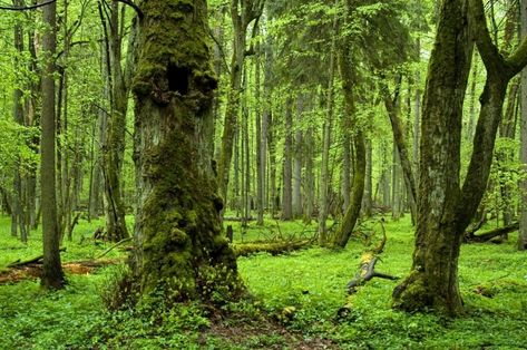 Bialowieza Forest, Poland/Belarus Old Growth Forest, Bialowieza Forest, Going Off The Grid, Ancient Forest, Weird And Wonderful, Belarus, Enchanted Forest, Nature Travel, Wonderful Places