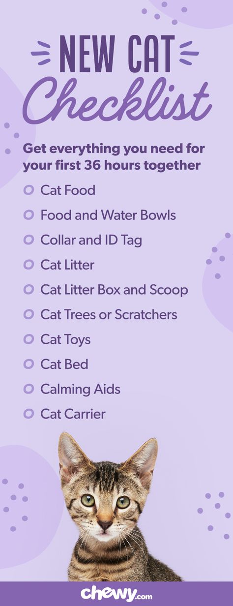 Set your new cat or kitten up for success by making sure she has everything she needs to live a happy and healthy life. From cat food, cat litter, cat toys, and beyond. We've got just what you need! Cat Bucket List, Cat Adoption Checklist, Cat Toys Aesthetic, Cat Checklist, Cat Supplies List, Getting A Kitten, Cat Pad, Cat Essentials, Cat Care Tips