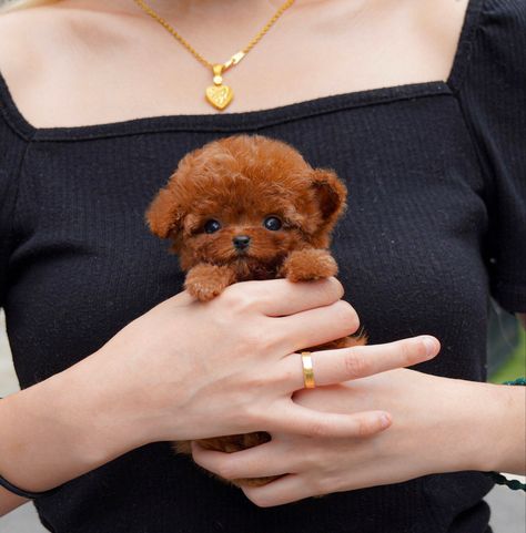 Red toypoodle❤️❤️💋💋 #cute #adorable #puppy #puppies #small #small_size #tiny #teacuppuppy #minipuppy #poodle #toypoodle #redpoodle Red Toy Poodle Puppy, Poodle Teacup, Red Toy Poodle, Teddy Bear Poodle, Teacup Maltipoo, Toy Poodle Puppy, Red Poodles, Mini Puppies, Small Puppy