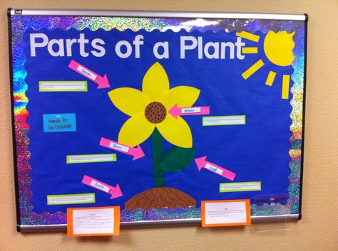 Parts of a plant bulletin board that I did for my Ped of science class. I Ped, Valentines Classroom Door, Class Bulletin Boards, Science Boards, Plant Projects, Parts Of A Plant, Classroom Valentine, Science Center, All About Plants