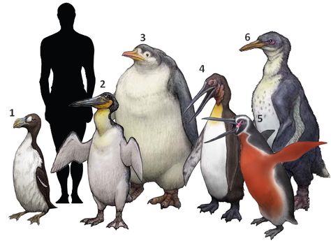 1. Pinguinus impennis 2. Waimanu manneringi 3. Pachydyptes ponderosus 4. Icadyptes salasi 5. Inkayacu paracasensis 6. Anthropornis nordenskjoeldi Great Auk, Penguin Species, Prehistoric Wildlife, Prehistoric World, Ancient Animals, Paleo Art, Extinct Animals, Dinosaur Art, Prehistoric Creatures