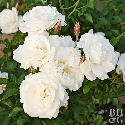 Floribunda rose Transplanting Roses, Rose Bush Care, Rose Garden Landscape, Pruning Roses, Floribunda Rose, Knockout Roses, Floribunda Roses, Fragrant Roses, Rose Care