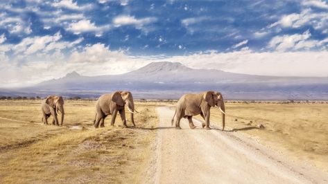 Kenya Wildlife, Blue Wildebeest, Male Elephant, Amboseli National Park, African Bush Elephant, Ivory Trade, Travel Room, Africa Kenya, Animals Wallpapers