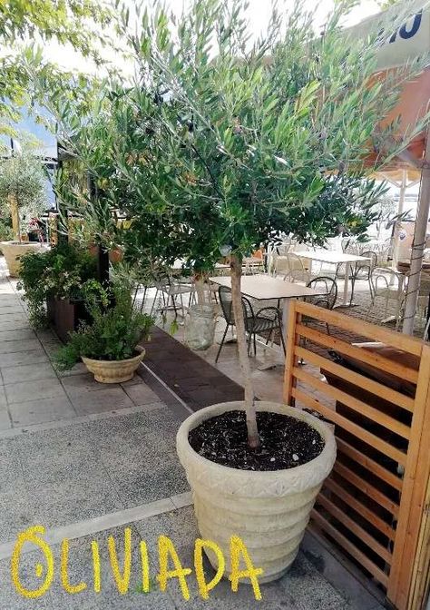 Tree In Container, Pruning Olive Trees, How To Grow Olives, Olive Trees Landscape, Olive Seeds, Arbequina Olive Tree, Growing Olive Trees, Potted Olive Tree, Olive Plant