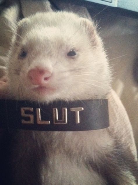 Ferret Meme, Baby Ferrets, Funny Ferrets, A Ferret, Pet Ferret, Cute Ferrets, Cute Rats, Silly Animals, Weird Animals