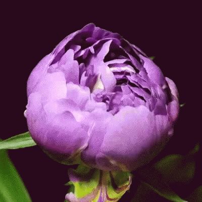 Flower Blooming Gif, Flower Blooming, Flowers Gif, Good Morning Gif, Good Morning Flowers, Blooming Flowers, Flower Pictures, Amazing Flowers, Nature Pictures