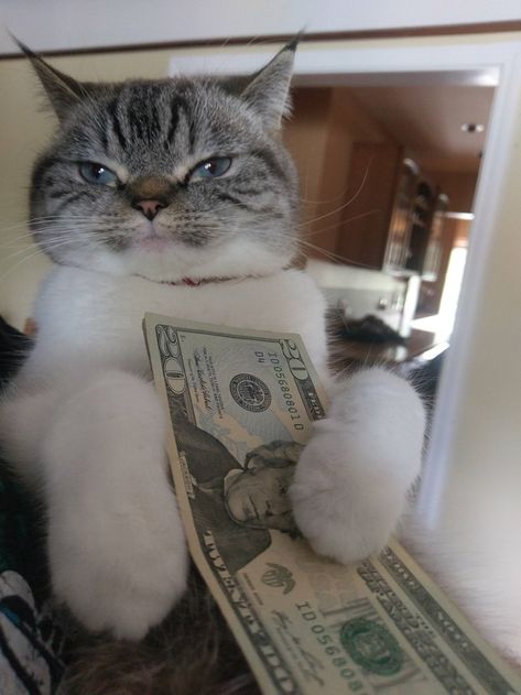 When Your Cat Has More Money Than You Astro Cat, Money Cat, Funny Animal Photos, Funny Cat Memes, Cat Aesthetic, Silly Cats, Funny Animal Pictures, Cat Photo, Cat Bed