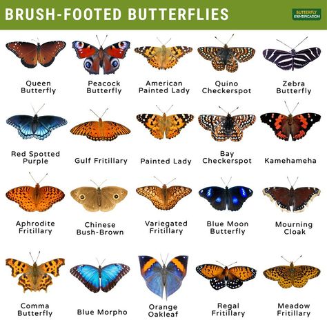 I like this there nice Butterfly Names, Question Mark Butterfly, Butterfly Information, Butterfly Identification, Zebra Butterfly, Glasswing Butterfly, Monarch Butterfly Garden, Buckeye Butterfly, Butterfly Family