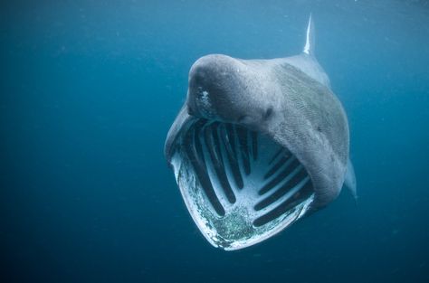 Basking Shark Drawing, Silly Shark, Chihiro Cosplay, Underwater Sculpture, Basking Shark, Shark Pictures, Beautiful Sea Creatures, Cute Shark, Pose For The Camera