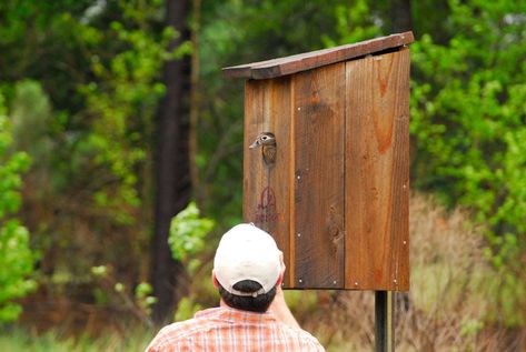 Duck House Diy, Duck Nesting, Wood Duck House, Nesting Boxes Diy, Duck Enclosure, Duck House Plans, Duck Houses, A Frame Chicken Coop, Insect House