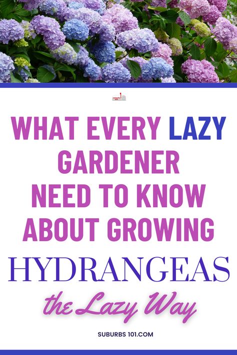 Looking for an easy way to care for Hydrangeas? If you're a lazy gardener (like me!), you're in luck. Hydrangeas are one of the easiest flowering perennials to care for. These classic flowering perennial garden shrubs are super easy to grow and will bloom beautifully with minimal effort from you. In this guide, I'll share some helpful gardening tips and hydrangea care tips on how to grow Hydrangeas in your garden the easy and lazy way. Easiest Hydrangeas To Grow, Hydrangea Care How To Grow, How To Grow Hydrangeas In Pots, Landscaping With Hydrangeas Backyards, Care For Hydrangea Plants, How To Get Hydrangeas To Bloom, Hydrangea Care Pruning, How To Care For Hydrangeas, How To Plant Hydrangea In Ground