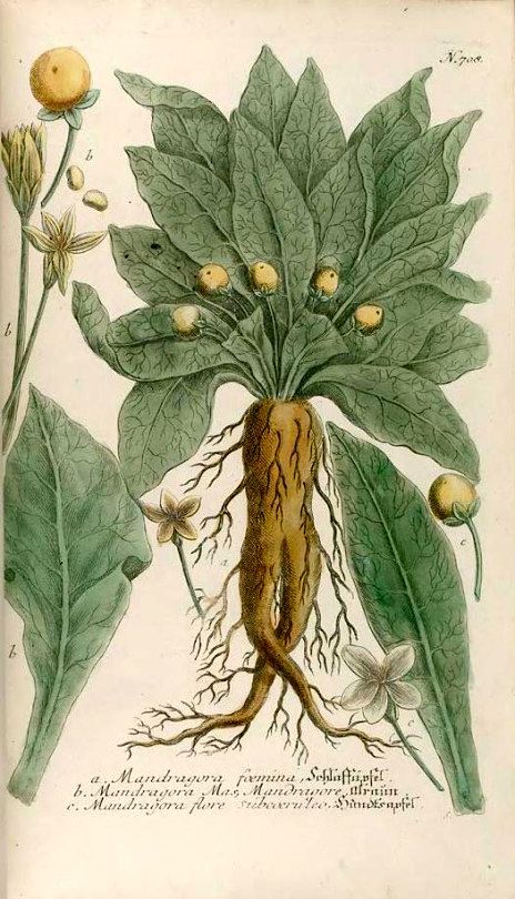 MANDRAKE - Illustration taken from ‘Phytanthoza Iconographia’ by Johann Wilhelm Weinmann. Published 1737. Missouri Botanical Garden Biodiversity Heritage Library. Rigor Mortis, Magic Herbs, Missouri Botanical Garden, Legends And Myths, Poisonous Plants, Perennial Herbs, Scientific Illustration, Medicinal Plants, Human Figure