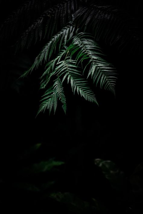 Plants Background, Flowers Black Background, Trendy Plants, Hd Wallpaper Android, Plant Background, Hydrangeas Wedding, Forest Background, Fern Plant, Flowers Black