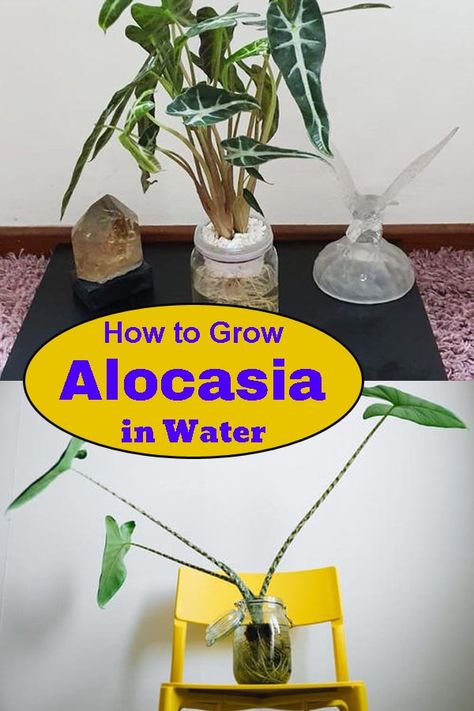 Growing Alocasia in Water is the easiest and decorative way of propagating and showcasing this beautiful houseplant without handling messy soil! Hydroponic Propagation, Plants Grown In Water, Alocasia Plant, Household Plants, Lake Water, Liquid Fertilizer, Plant Supports, Propagating Plants, House Plants Indoor