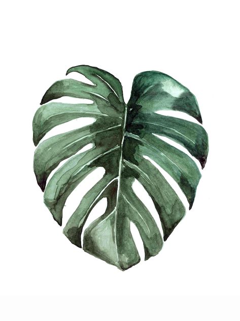 Botanicals Collection - Mantikastudio Drawing Flowers, Leaf Drawing, 수채화 그림, Monstera Plant, Monstera Deliciosa, Buy Wall Art, Watercolor Trees, Green Watercolor, Watercolor Drawing