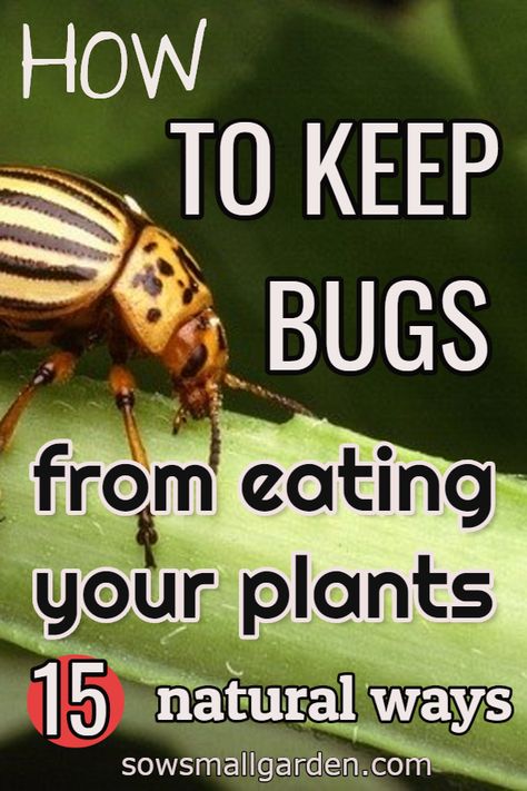 How To Get Rid Of Bugs In Garden, Natural Bug Repellent For Vegetable Garden, Garden Bugs Get Rid Of, Bugs Eating Plant Leaves, How To Keep Bugs Off Plants, Natural Insecticide For Plants, How To Keep Bugs Out Of Garden, Garden Bug Repellent, Keep Bugs Out Of Garden