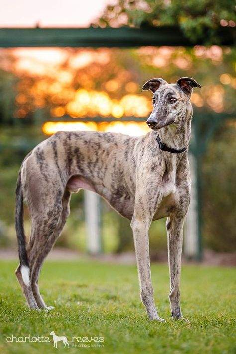 Fast Runner, Greyhound Pictures, Greyhound Adoption, Sight Hounds, Giant Cat, Greyhound Art, American Dog, Daily Walks, Grey Hound Dog