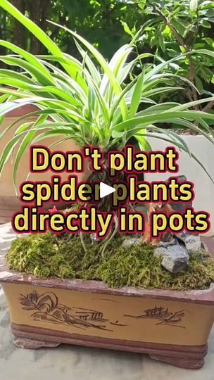 Spider Plant Pups, Spider Plant Topiary, Spider Plant Bonsai, Spider Plant Display Ideas, Indoor Climbing Plants Ideas, Diy Plant Support Indoor, Spider Plant Decor, Ways To Hang Plants Indoors, Spider Plant Indoor