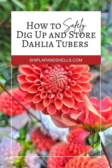 Protect your dahlias for a stunning comeback next year with this guide from Shiplap and Shells on How to Safely Dig Up and Store Your Dahlia Tubers During the Winter Season. How To Store Dahlia Tubers For Winter, Dahlia Flower Garden, Dahlia Care, Cut Garden, Flower Farming, Fall Fun Food, Dahlia Tubers, Growing Dahlias, Dahlias Garden