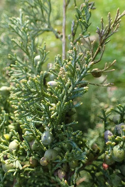 Cedar Berries Uses, Cedar Berries, Eastern Red Cedar Tree, Eastern Red Cedar, Hawthorn Berries Witchcraft, Eastern Red Cedar Bonsai, Siberian Fir, Medicinal Tea, Cedar Trees