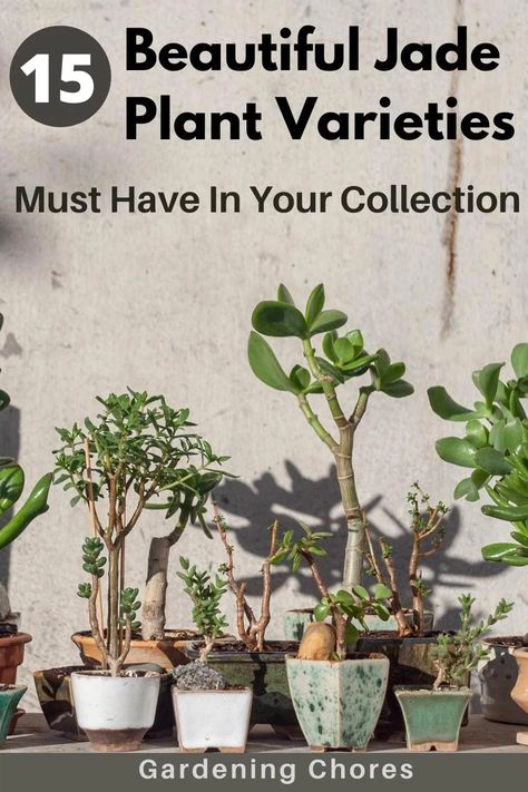 15 Types Of Jade Plants (Crassula Succulent) & How To Care For Them Succulent Potting Mix, Jade Tree, Succulent Tree, Jade Green Color, Crassula Ovata, Light Pink Flowers, Jade Plants, Money Trees, Sun And Water