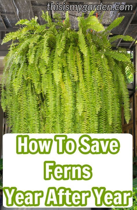 Saving Ferns Over Winter, Outdoor Ferns, Gardening Beds, Gardening Party, Plants Holder, Cottage Gardening, Modern Gardening, Flowers House, Top Flowers