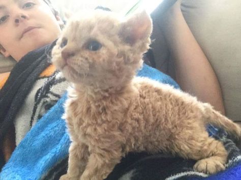 Curly Haired Cat, Selkirk Rex Kittens, Short Hair Curly, Curly Cat, Selkirk Rex, Orange Kittens, Rex Cat, Kitten Rescue, Pet Hacks