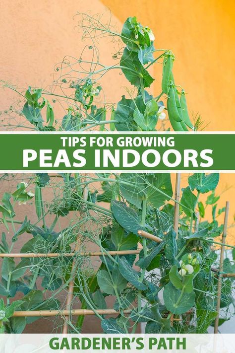 The end of the season means the last of the fresh-picked peas until next year. Or does it? With a well-draining pot, potting soil, enough light, and water, you can bring the vegetable garden inside for even more homegrown peas. Learn how to grow peas indoors now on Gardener’s Path. #indoorgardening #peas #gardenerspath How To Grow Peas, Grow Peas, Pea Plants, Benefits Of Vegetables, Growing Peas, Pea Plant, Vegetable Benefits, Gardening Vegetables, Plant Diseases