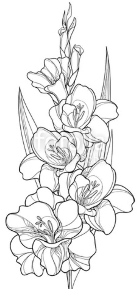 Catelaya Flower Tattoo, Tattoo Of Gladiolus, Gladiolus Butterfly Tattoo, Carnation And Gladiolus Flower Tattoo, Gladiola Drawing, Poppies And Gladiolus Tattoo, Narcissus And Gladiolus Flower Tattoo, Gladiolas Drawing, Neo Traditional Gladiolus Tattoo