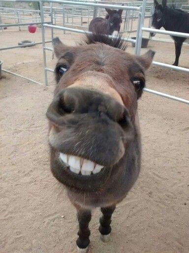 Donkey smile Horses