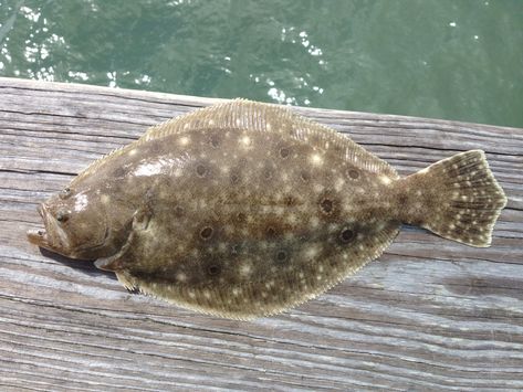 Marine Fisheries Commission to revisit summer flounder allocation discussion Flounder Fishing, Flat Fish, Thursday Afternoon, Southern Ocean, Nba Season, Horror Music, Charleston South Carolina, Movie Genres, Western Movies