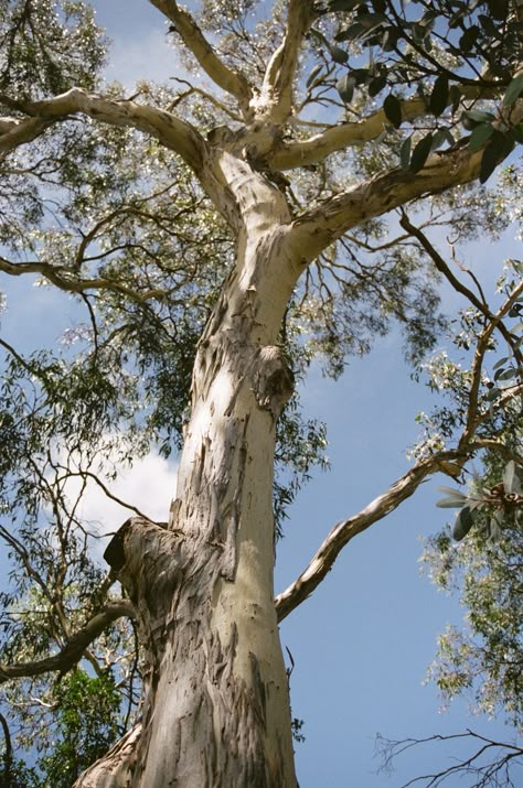 Gum Tree Photography, Australian Gum Trees, Gumtree Drawing, Eucalyptus Trees, Gum Trees, Gum Tree, Tranquil Art, Australia Landscape, Australian Trees