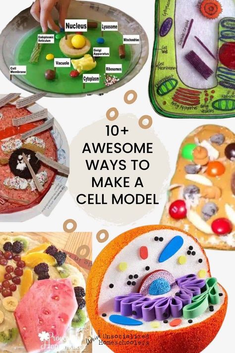 Cell Art Project, Animal Cell School Project, How To Make A Cell Model, Make An Animal Cell Model, Making A Plant Cell Model, 3 D Cell Model Project Plant, Playdough Cell Model, Animal Or Plant Cell Project, Make A Cell Model