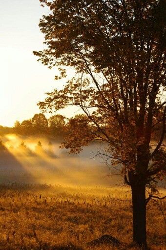 Beautiful sunrays Autumn Morning, Autumn Beauty, Fall Photos, Sunrise Sunset, Beautiful World, Autumn Leaves, Beautiful Nature, Fall Colors, Beautiful Pictures