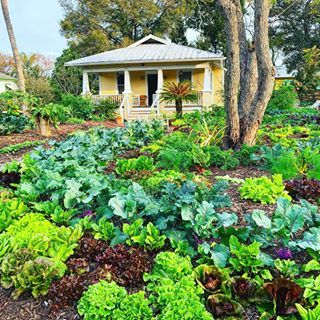 Pete Kanaris (@greendreamstv) • Instagram photos and videos Edible Landscaping Front Yard, Front Yard Gardens, Vegetable Garden Design Ideas, Vegetable Garden Layout Design, Edible Landscape, Beautiful Home Gardens, Garden Layout Vegetable, Vegetable Farming, Vertical Garden Diy