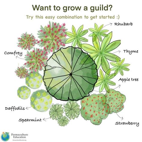 Apple guild design for a permaculture farm Farm Goals, Backyard Orchard, Permaculture Farm, Recipes Chili, Cabin Garden, French Dinner, Food Forest Garden, Witch Garden, Permaculture Gardening