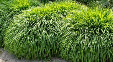 11 Best Ornamental Grasses for Shade Ornamental Grasses For Shade, Hakone Grass, Hakonechloa Macra, Shade Grass, Shade Tolerant Plants, Japanese Forest, Growing Grass, Perennial Grasses, Hosta Plants