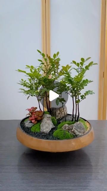 BonsaiHouse on Instagram: "Little Bonsai World #bonsai #bonsaiart #bonsaitree #bonsailovers #bonsailife #gardening #gardeninglife" Bonsai Garden Ideas, Bonsai Aesthetic, Bonsai Terrarium, Mame Bonsai, Bonsai Art, Bonsai Garden, Bonsai Tree, Plant Life, Terrarium