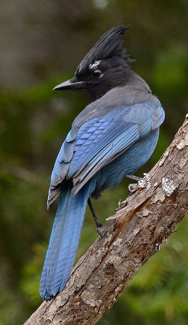 Steller's Stare Steller's Jay. He wasn't much interested in me, but that intensity was definitely focused on something! Stellar Jay, Aesthetic Pets, Pets Aesthetic, Birds Pet, Bird Carving, Pet Memes, Jay Bird, Airbrush Art, Nature Birds