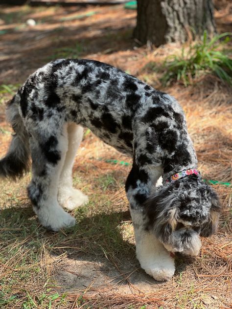 Blue Merle Goldendoodle, Merle Goldendoodle, Poodle Puppy Standard, Doodle Dog, Blue Merle, Poodle Puppy, Standard Poodle, Goldendoodle, 6 Months