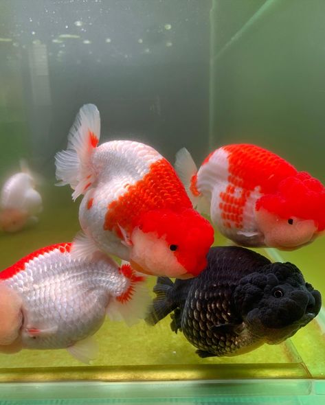 Chuchugoldfish is the best place to buy high-quality goldfish online. Our Ranchu goldfish are available in a variety of colors and patterns. We have standard Ranchu goldfish, Ryukin goldfish, and many more. Contact Us +1 512-216-9850. Oranda Fish, Goldfish Species, Goldfish Breeding, Aquarium Goldfish, Ryukin Goldfish, Oranda Goldfish, Goldfish Aquarium, Fancy Goldfish, Goldfish Art