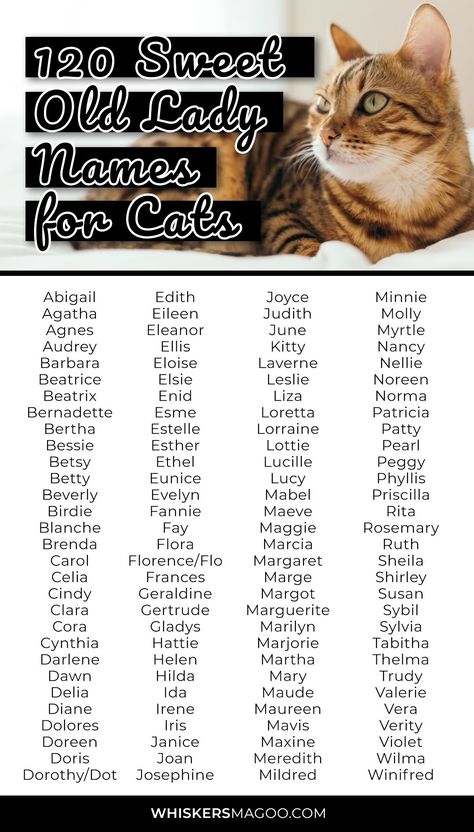 From Betty, Beatrice, and Blanche, to Dorothy, Mavis, Myrtle, and more, check out 120 sweet old lady names for cats right here! #catnames #oldladynames Names For Cats, Old Lady Names, Cute Pet Names, Cats Adorable, Cute Cat Names, Character Prompts, Name Inspiration, Cat Whiskers, Female Names