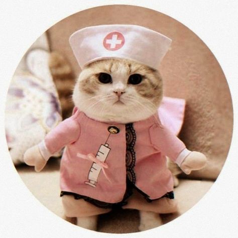 CUTIPIE Animals Dp, Cute Cat Dp, Cat Dp, Insta Dp, Cat Birthday, Cat Clothes, Selfie Poses, Cute Cat, Cute Cats