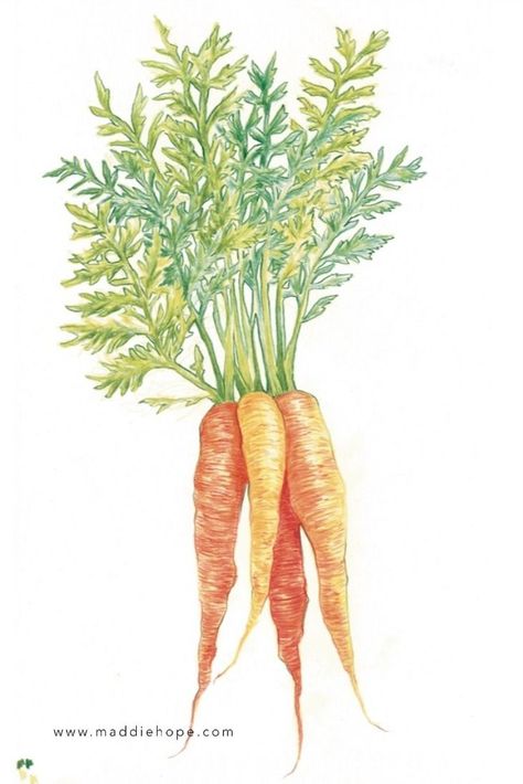 Maddie Hope - Illustrations and Design - carrots illustration - bunch of carrots drawn in coloured pencil. Check out my website for more fruit and vegetable illustrations. Carrot Drawing, Vegetable Drawing, Carrot Colour, Vegetable Illustration, Fruit Vegetables, Illustration Food, Book Drawing, Creative Illustration, Food Illustrations