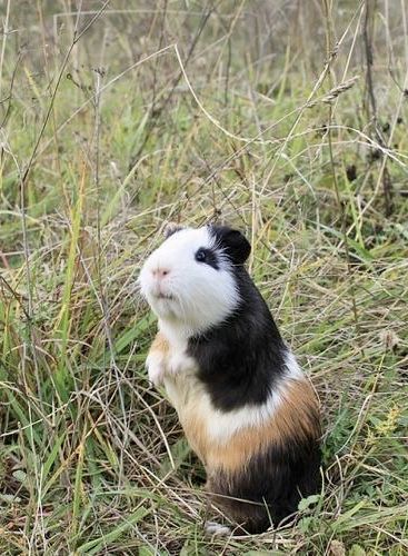 Cute Ginipigs, Guinea Pig Costumes, Ginne Pig Pets, Guniea Pigs Cute, Long Haired Guinea Pigs, Guinea Pig Clothes, Unusual Animal Friendships, Guineapig Cute, Baby Guinea Pigs