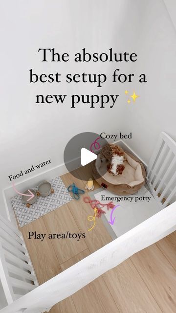 Puppy Room Ideas Small Spaces, Apartment With Dog, Puppy Set Up Ideas, Dog Playpen Indoor, Goldendoodle Breeders, To Holland, Puppy Room, Sigh Of Relief, Puppy Mom