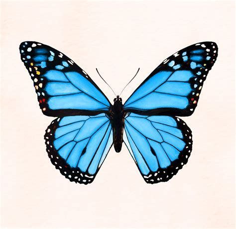 Butterfly Painting Aesthetic, Blue Butterfly Painting, Morpho Azul, Blue Butterfly Tattoo, Pure Aesthetic, Butterfly Art Drawing, Custom Photo Wallpaper, Blue Butterfly Wallpaper, Blue Drawings