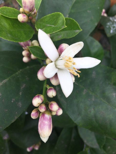 Meyer Lemon blossom Lime Blossom Tattoo, Lemon Tree Flowers, Lemon Blossoms Flower, Lime Blossom, Lemon Plant, Lemon Flower, Meyer Lemon Tree, Lemon Cocktail, Lemon Flowers